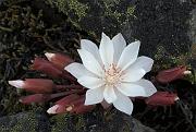 Bitterroot, Lewisia redivia